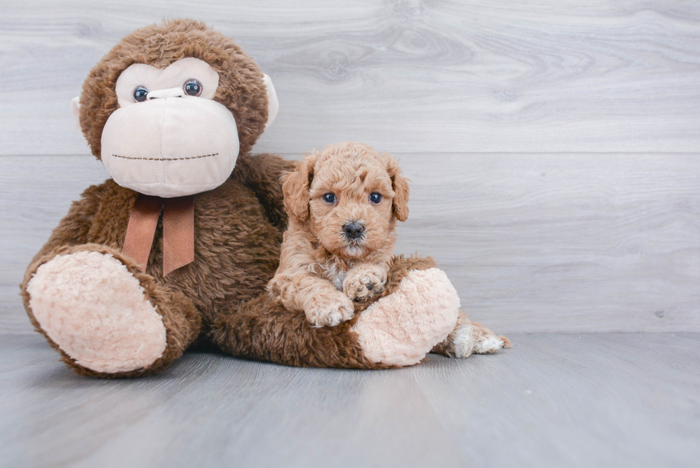 Petite Cavapoo Poodle Mix Pup