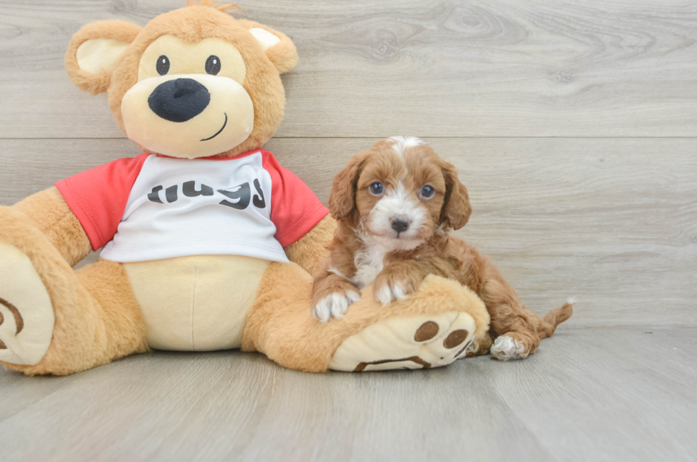 6 week old Cavapoo Puppy For Sale - Premier Pups