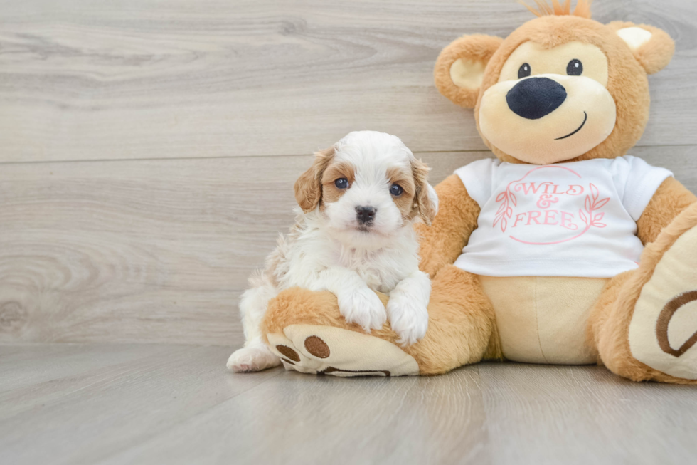 Cute Cavapoo Baby