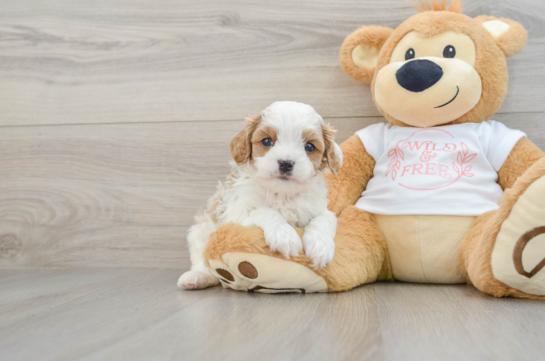 Cute Cavapoo Baby