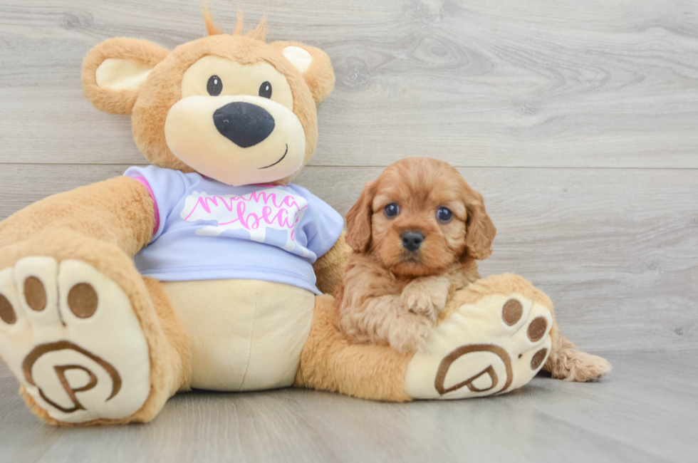 6 week old Cavapoo Puppy For Sale - Premier Pups