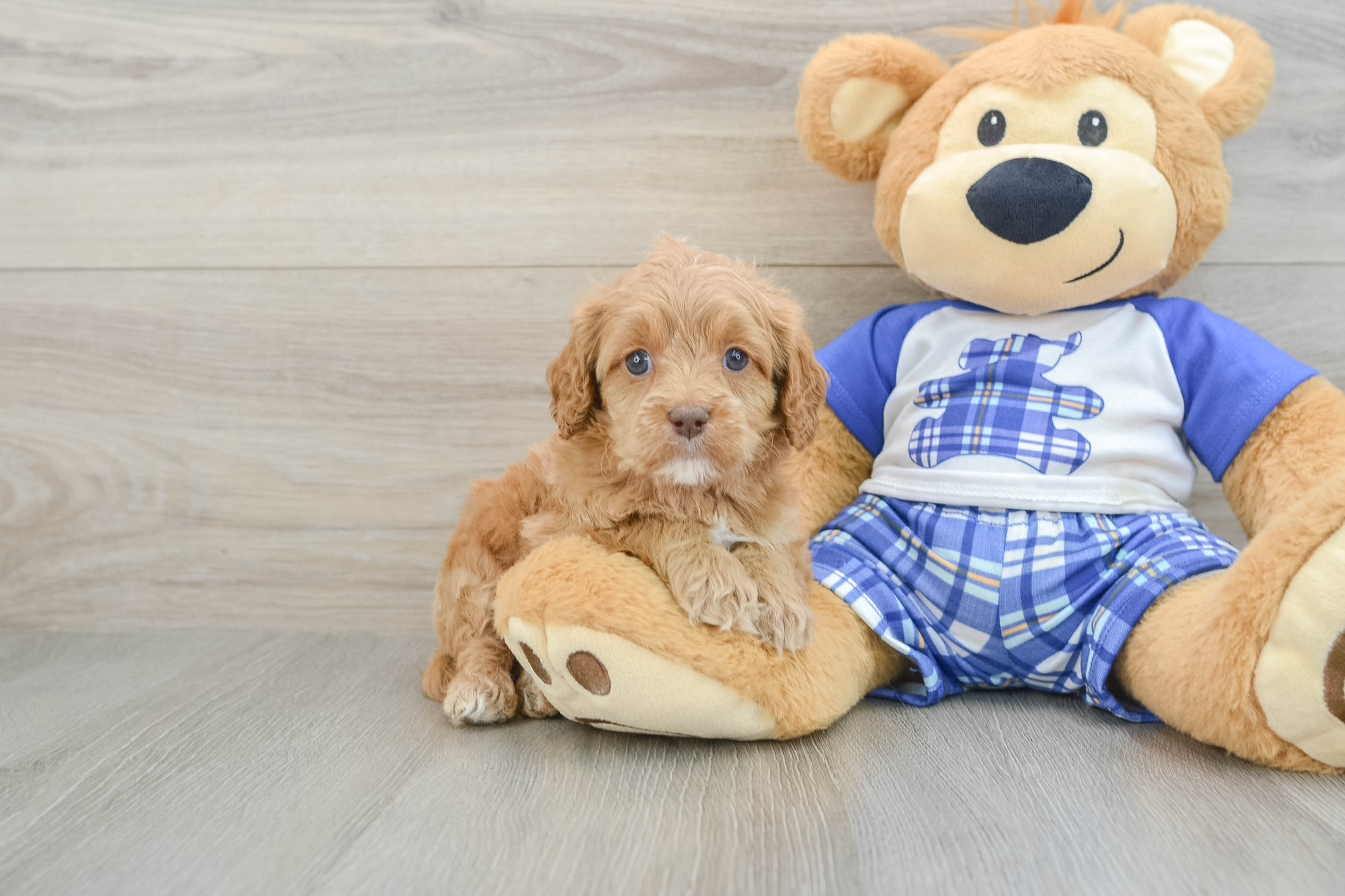Best Cavapoo Baby