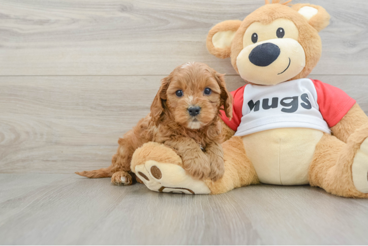 Cavapoo Pup Being Cute