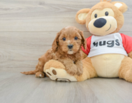 9 week old Cavapoo Puppy For Sale - Premier Pups