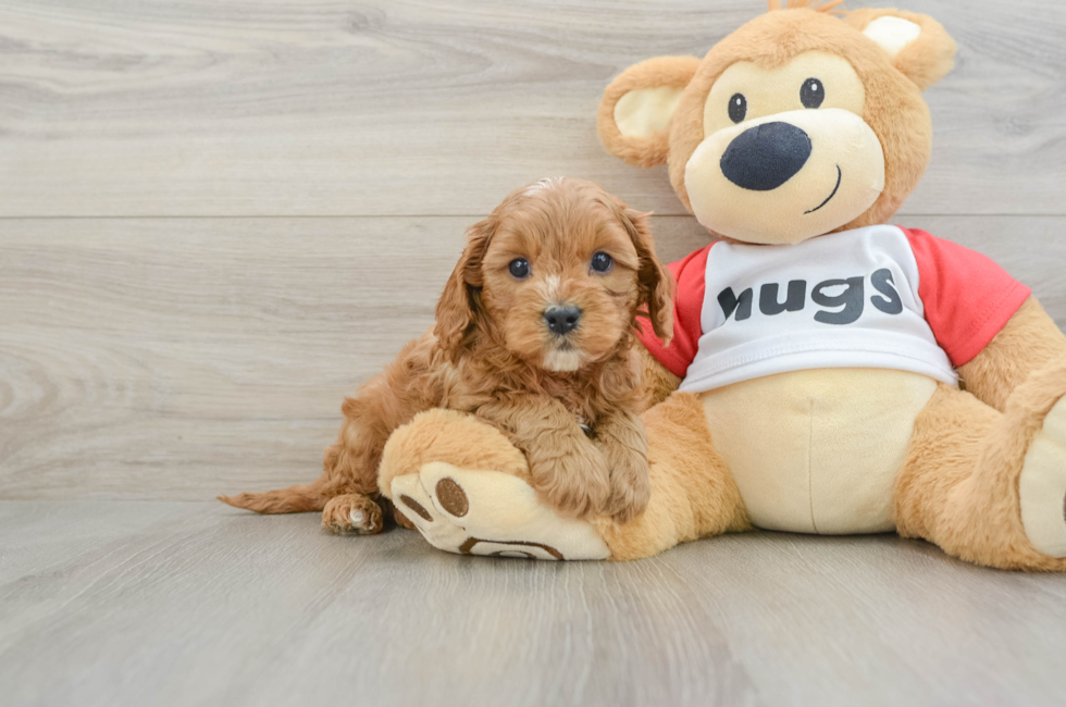 7 week old Cavapoo Puppy For Sale - Premier Pups