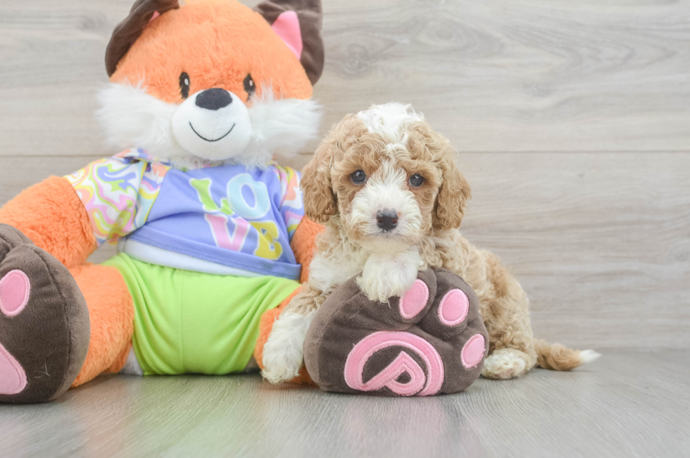 5 week old Cavapoo Puppy For Sale - Premier Pups