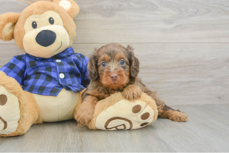 Hypoallergenic Cavadoodle Poodle Mix Puppy