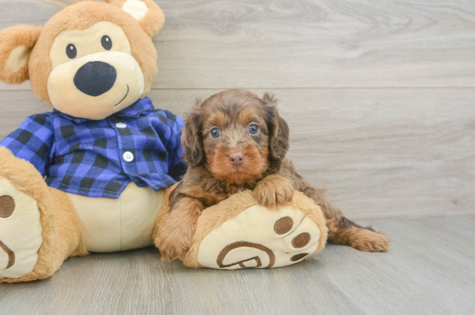 5 week old Cavapoo Puppy For Sale - Premier Pups