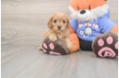 Little Cavipoo Poodle Mix Puppy