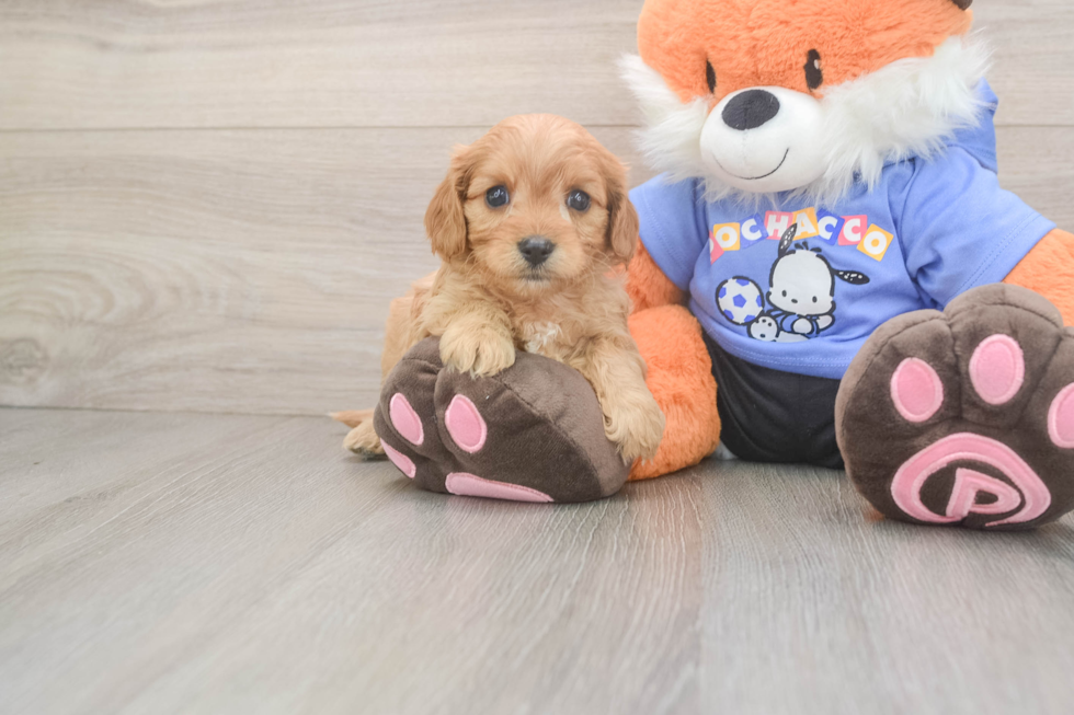 Little Cavipoo Poodle Mix Puppy