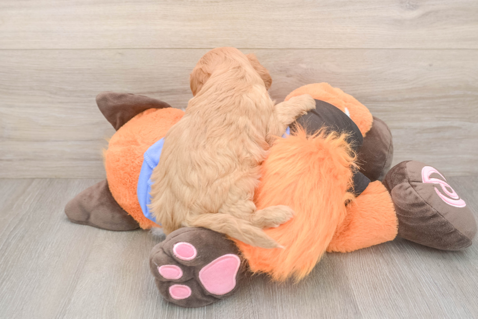 Cavapoo Puppy for Adoption