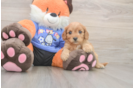 Best Cavapoo Baby