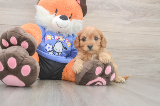 Best Cavapoo Baby