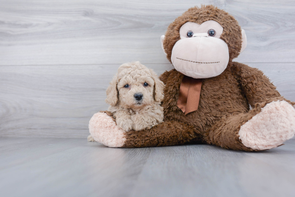 Cavapoo Puppy for Adoption