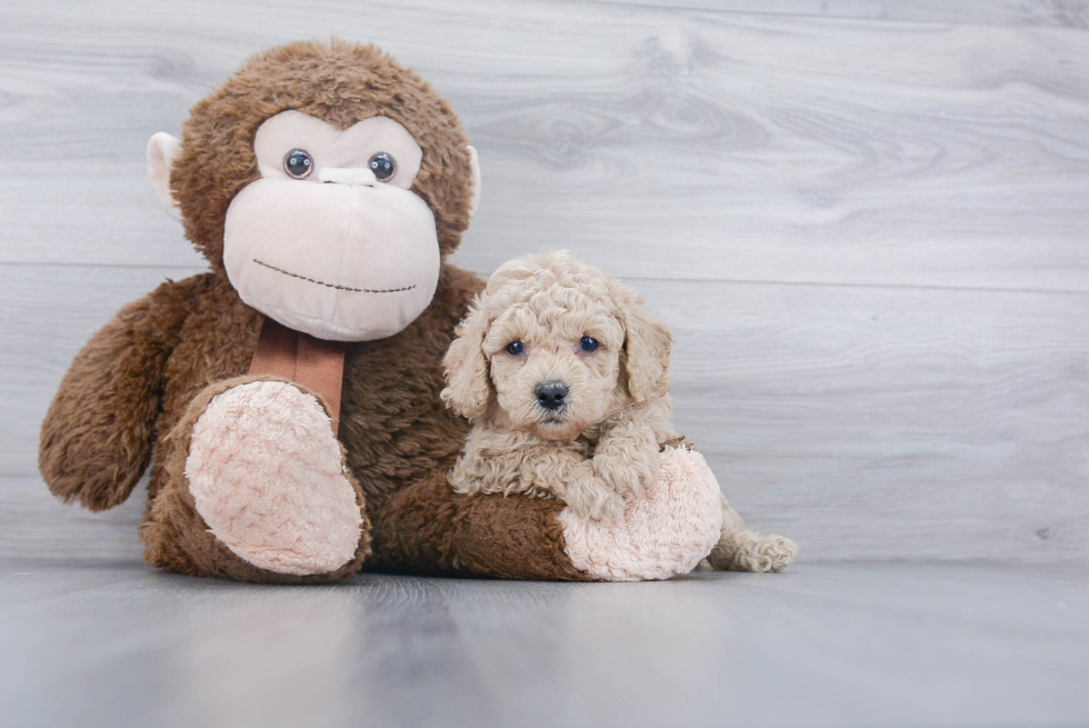 Best Cavapoo Baby