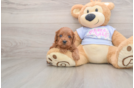 Best Cavapoo Baby