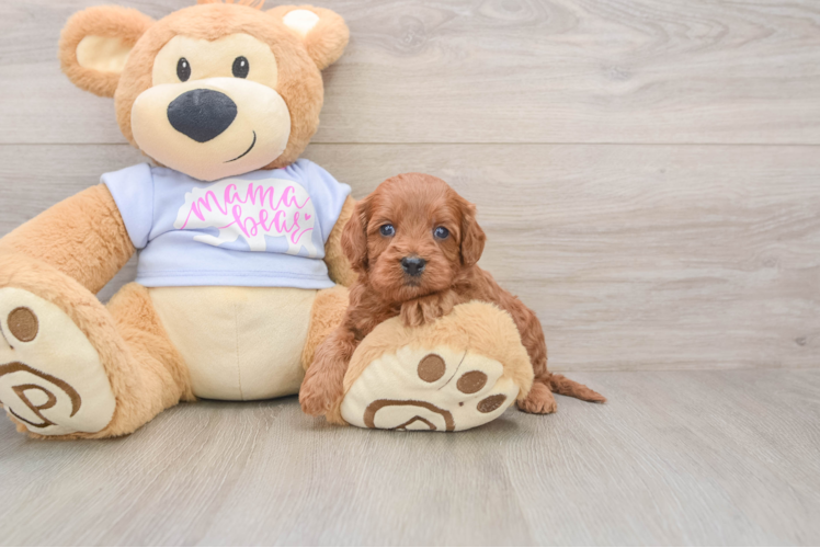 Popular Cavapoo Poodle Mix Pup