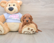 7 week old Cavapoo Puppy For Sale - Premier Pups