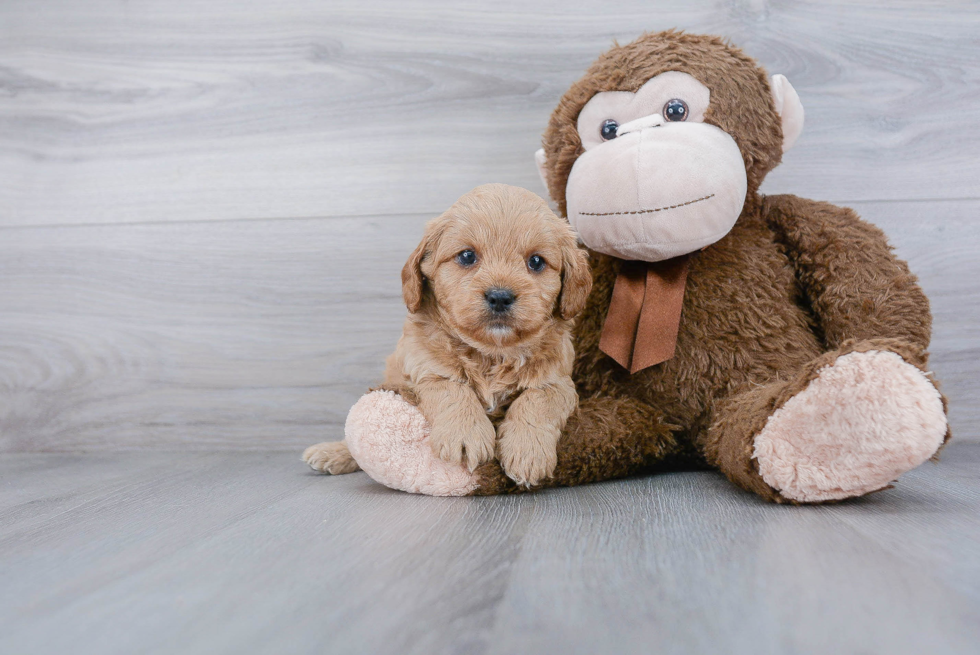 Cute Cavapoo Baby