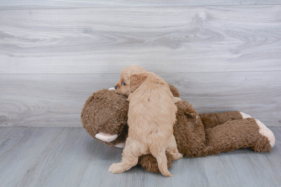 Cavapoo Pup Being Cute