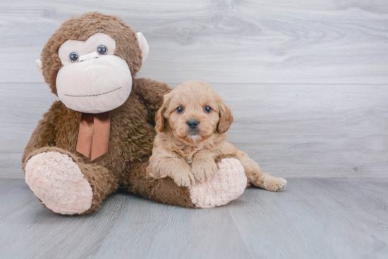 Funny Cavapoo Poodle Mix Pup