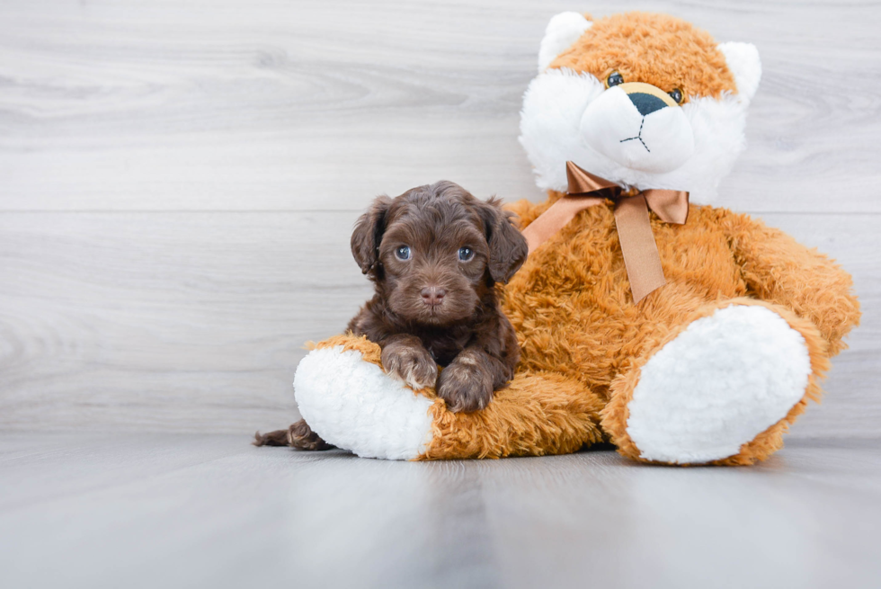 Happy Cavapoo Baby