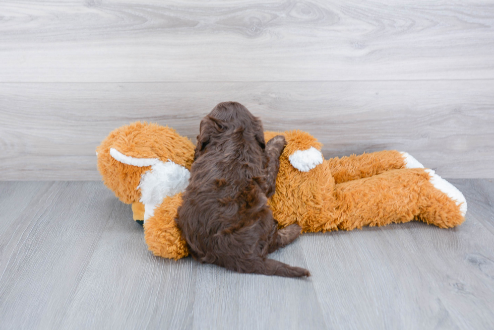 Cavapoo Pup Being Cute