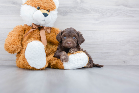 Cavapoo Pup Being Cute