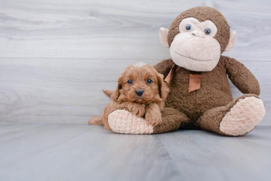 Energetic Cavoodle Poodle Mix Puppy