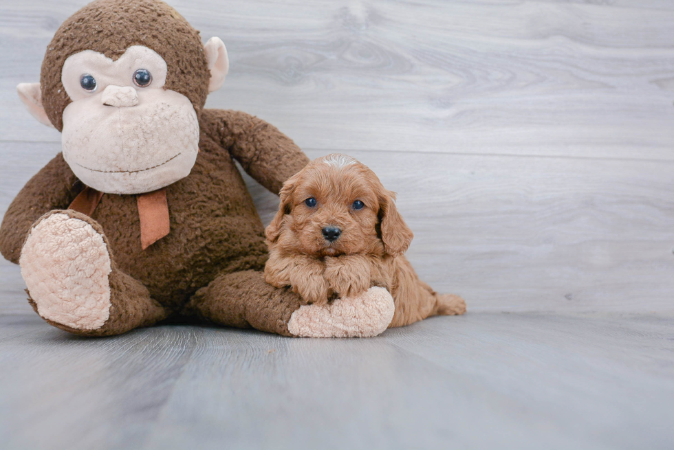 Playful Cavoodle Poodle Mix Puppy