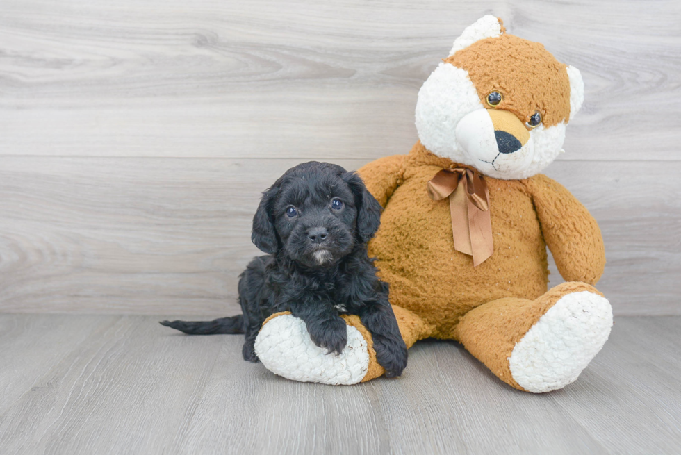 Cavapoo Pup Being Cute