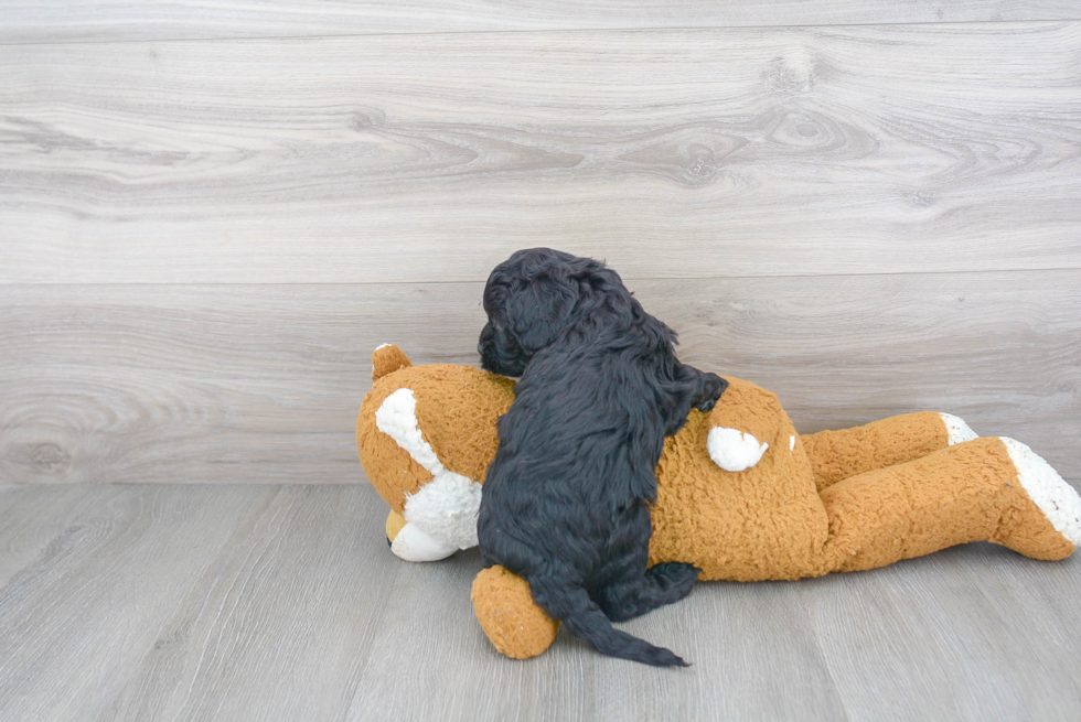 Popular Cavapoo Poodle Mix Pup