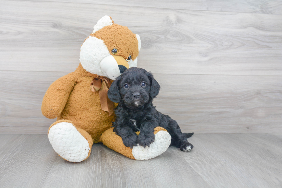 Best Cavapoo Baby