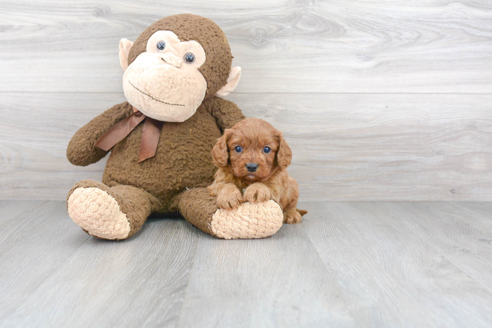 Fluffy Cavapoo Poodle Mix Pup