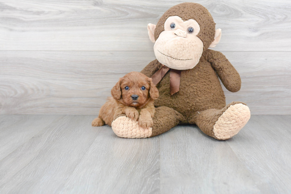 Cavapoo Pup Being Cute