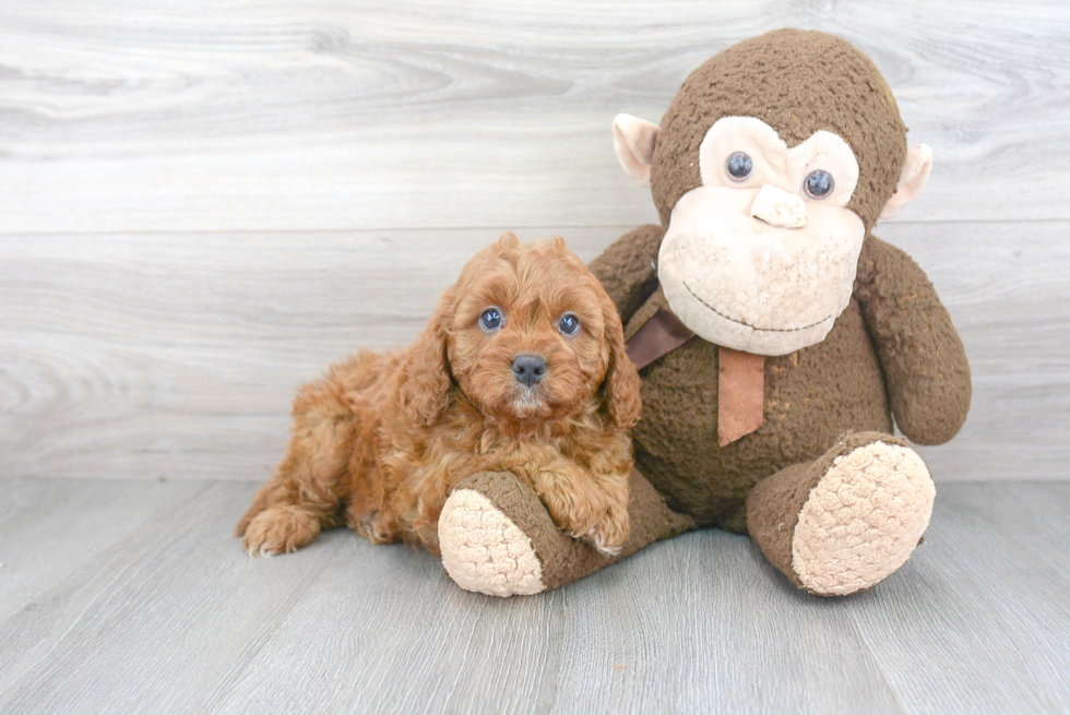 Sweet Cavapoo Baby