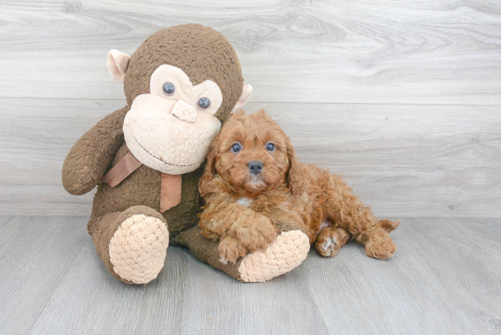 Hypoallergenic Cavoodle Poodle Mix Puppy