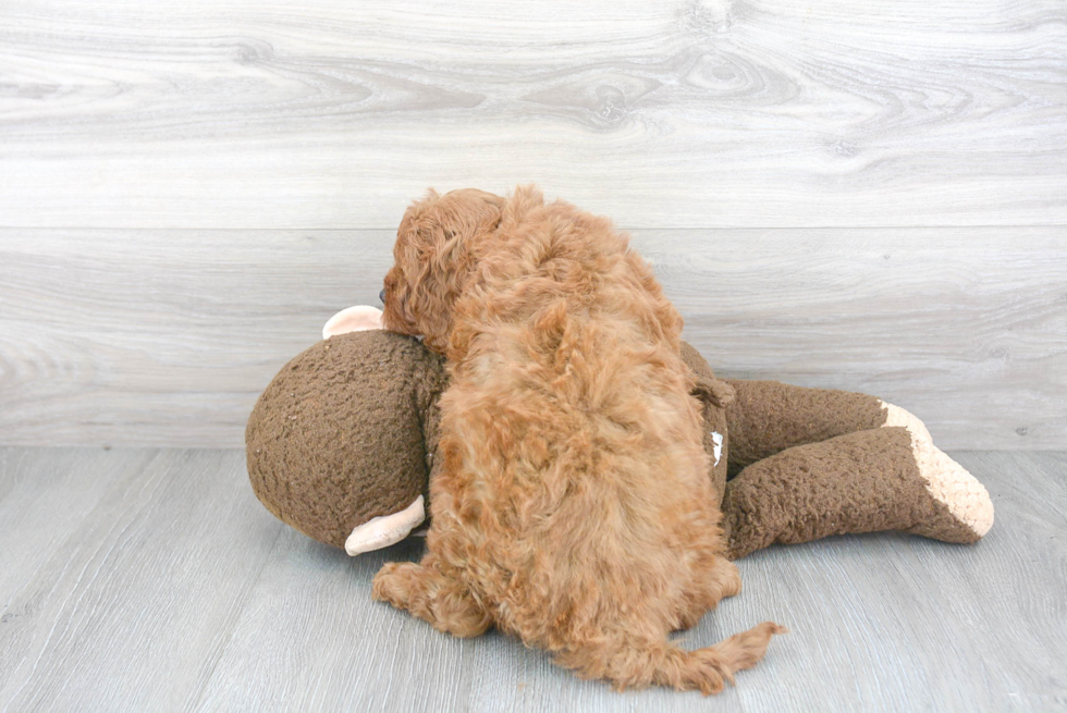 Popular Cavapoo Poodle Mix Pup