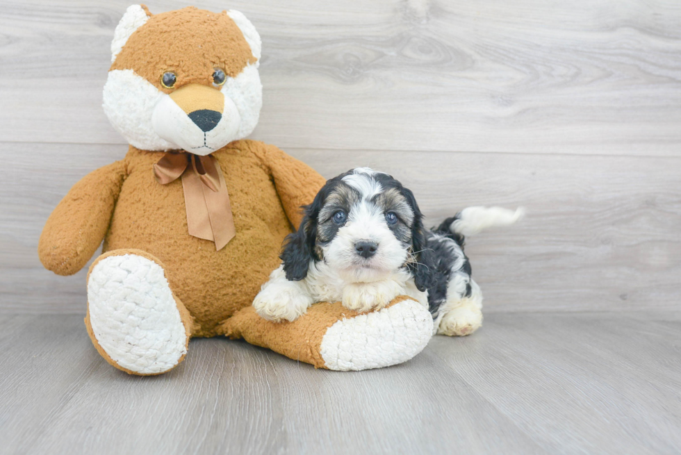 Best Cavapoo Baby