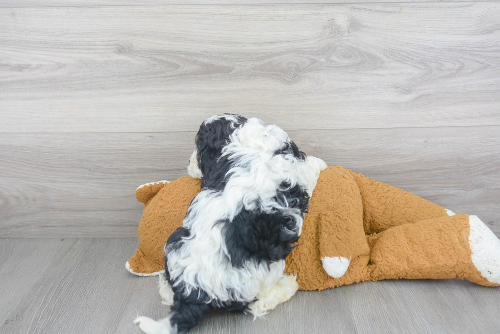 Smart Cavapoo Poodle Mix Pup