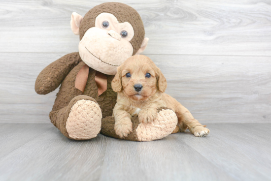 Cavapoo Puppy for Adoption