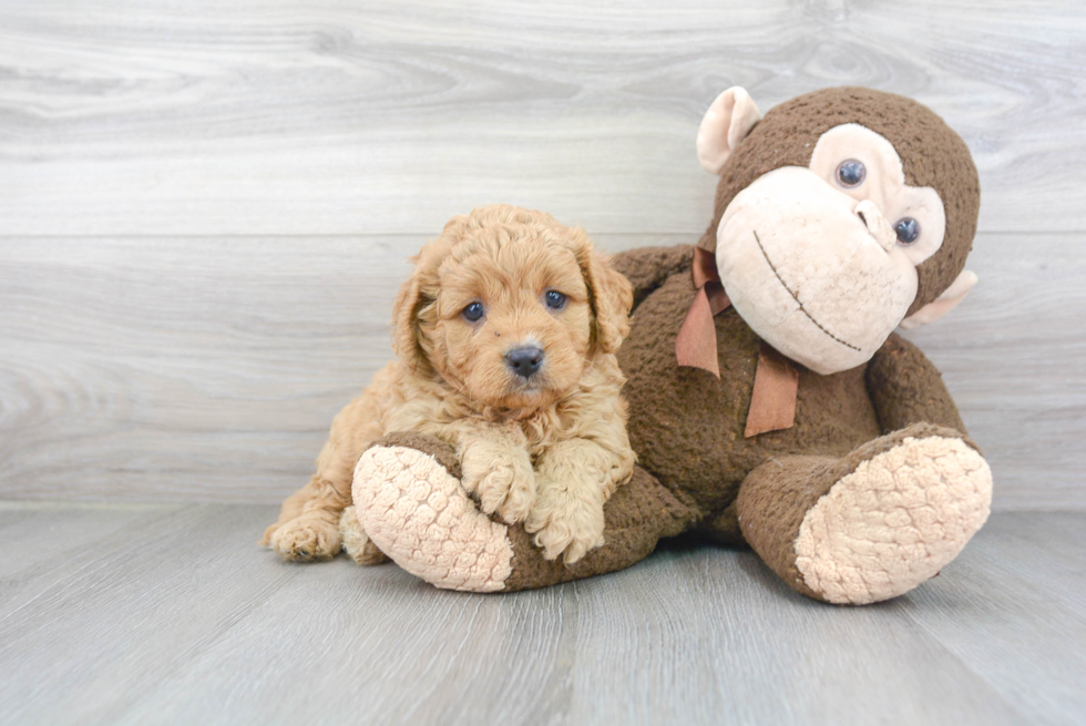 Happy Cavapoo Baby