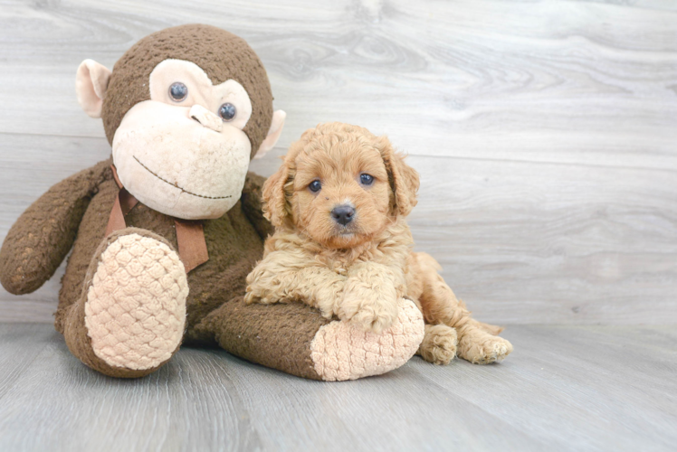 Energetic Cavoodle Poodle Mix Puppy