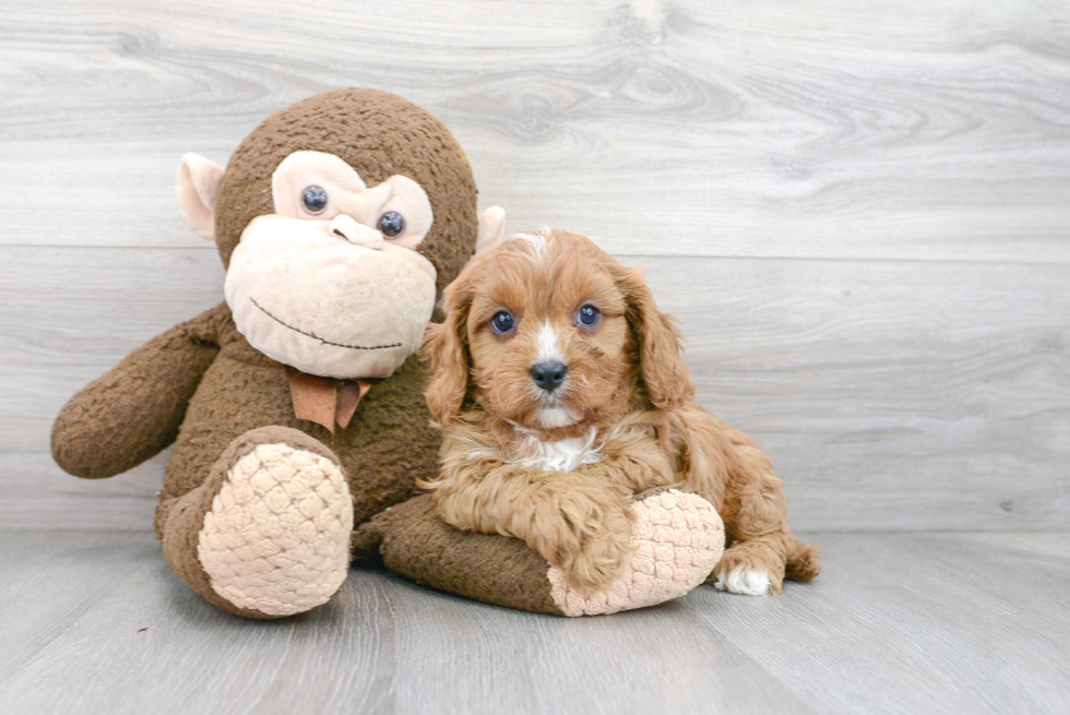 Best Cavapoo Baby