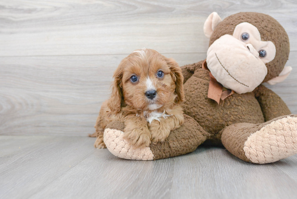 Funny Cavapoo Poodle Mix Pup