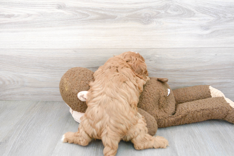 Cute Cavapoo Baby