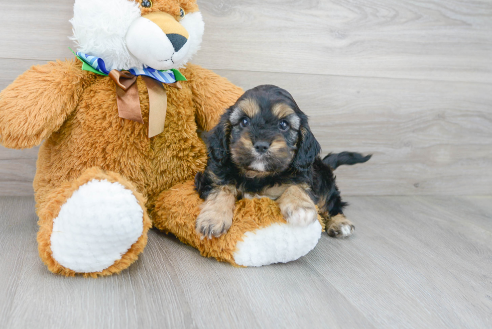 Cavapoo Puppy for Adoption