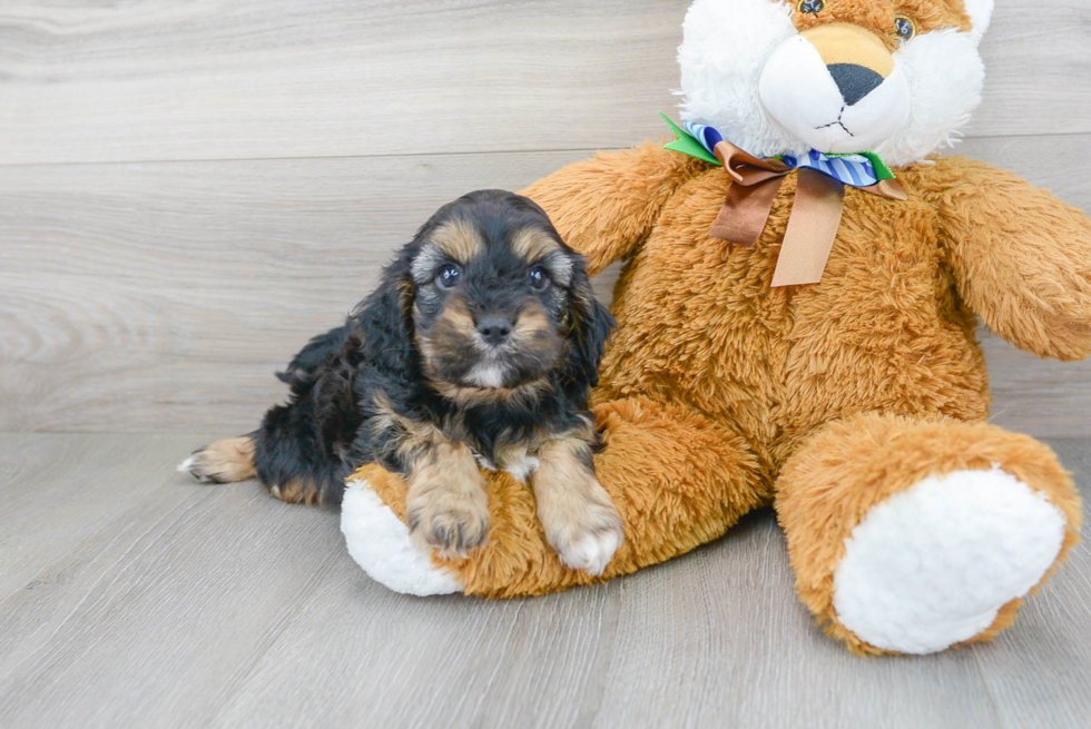 Cavapoo Pup Being Cute