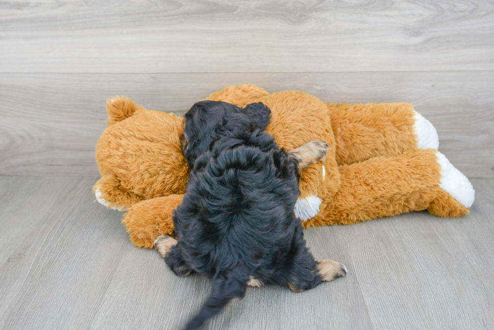 Petite Cavapoo Poodle Mix Pup