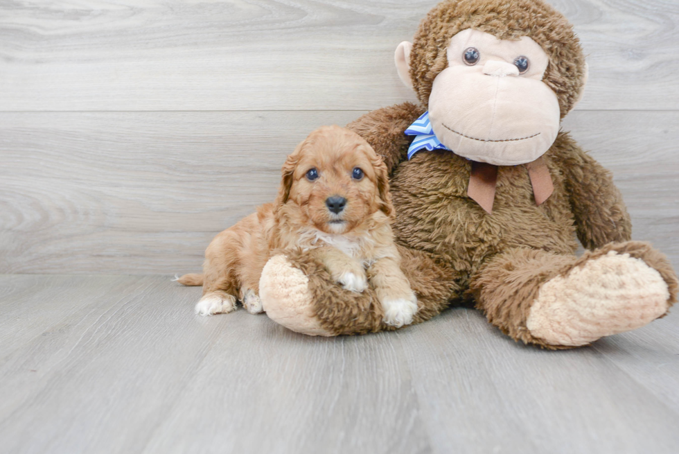 Cavapoo Pup Being Cute